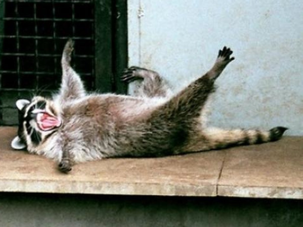 Raccoon Burglar: Serial Criminal Past Revealed in Podcast