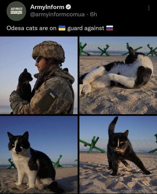 Одесские коты защищают Украину — NewsRoomIn