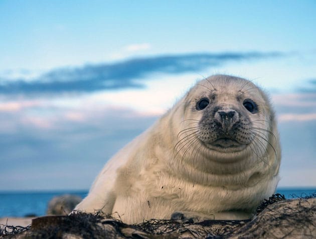 WWF запустил онлайн-трансляцию повседневной жизни нерп в Архипелаговом море — NewsRoomIn