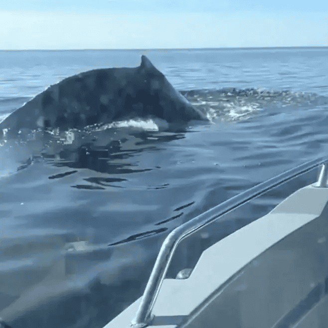 В Балтийском море вновь заметили огромного кита — NewsRoomIn