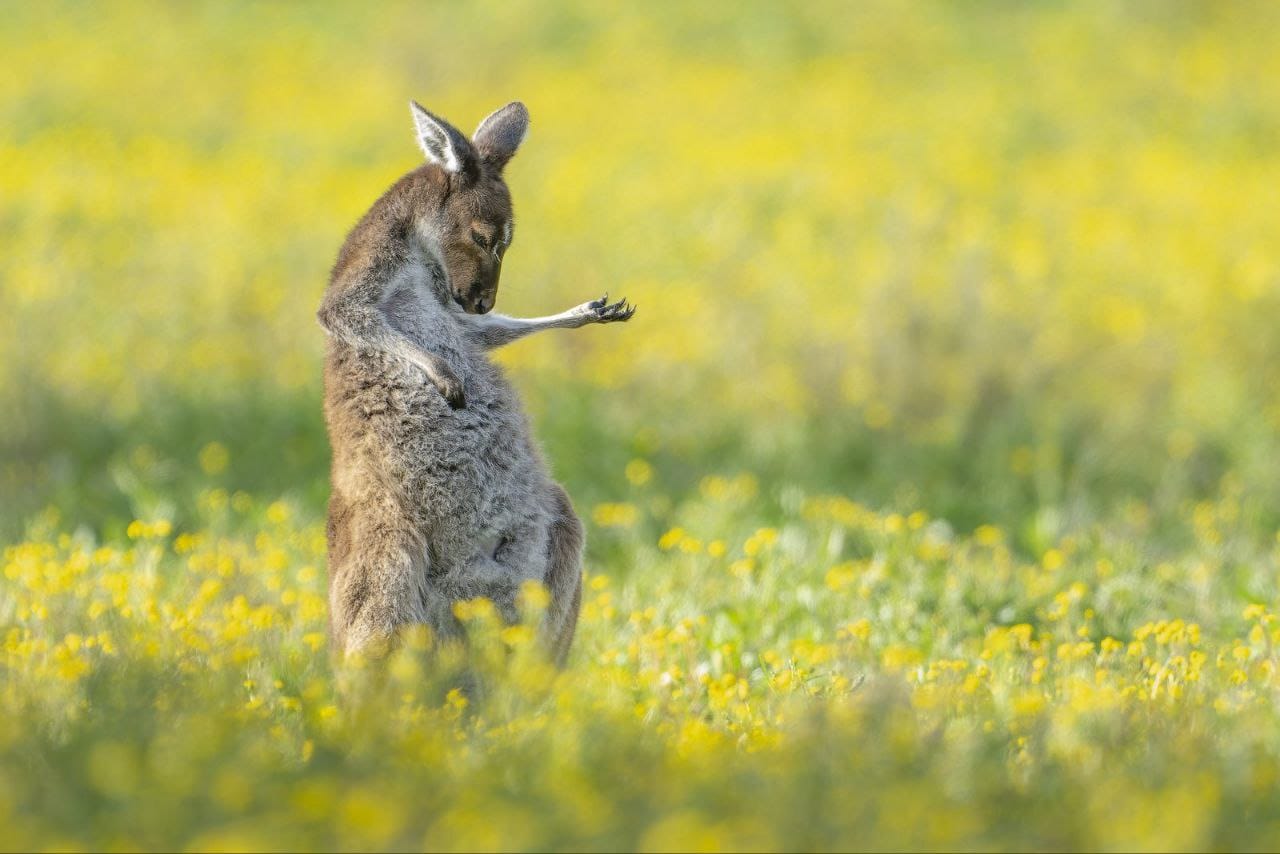 Лауреатом премии Comedy Wildlife Photo Award 2023 стал кенгуру-гитарист