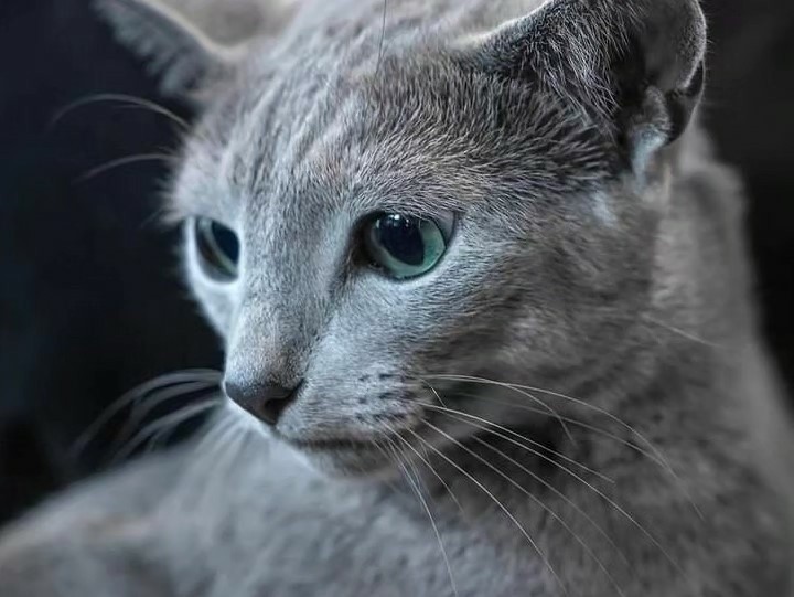 Кот Бакарди из Гданьска — самый красивый в мире