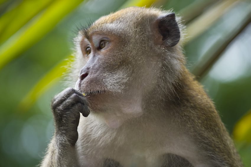 macaca