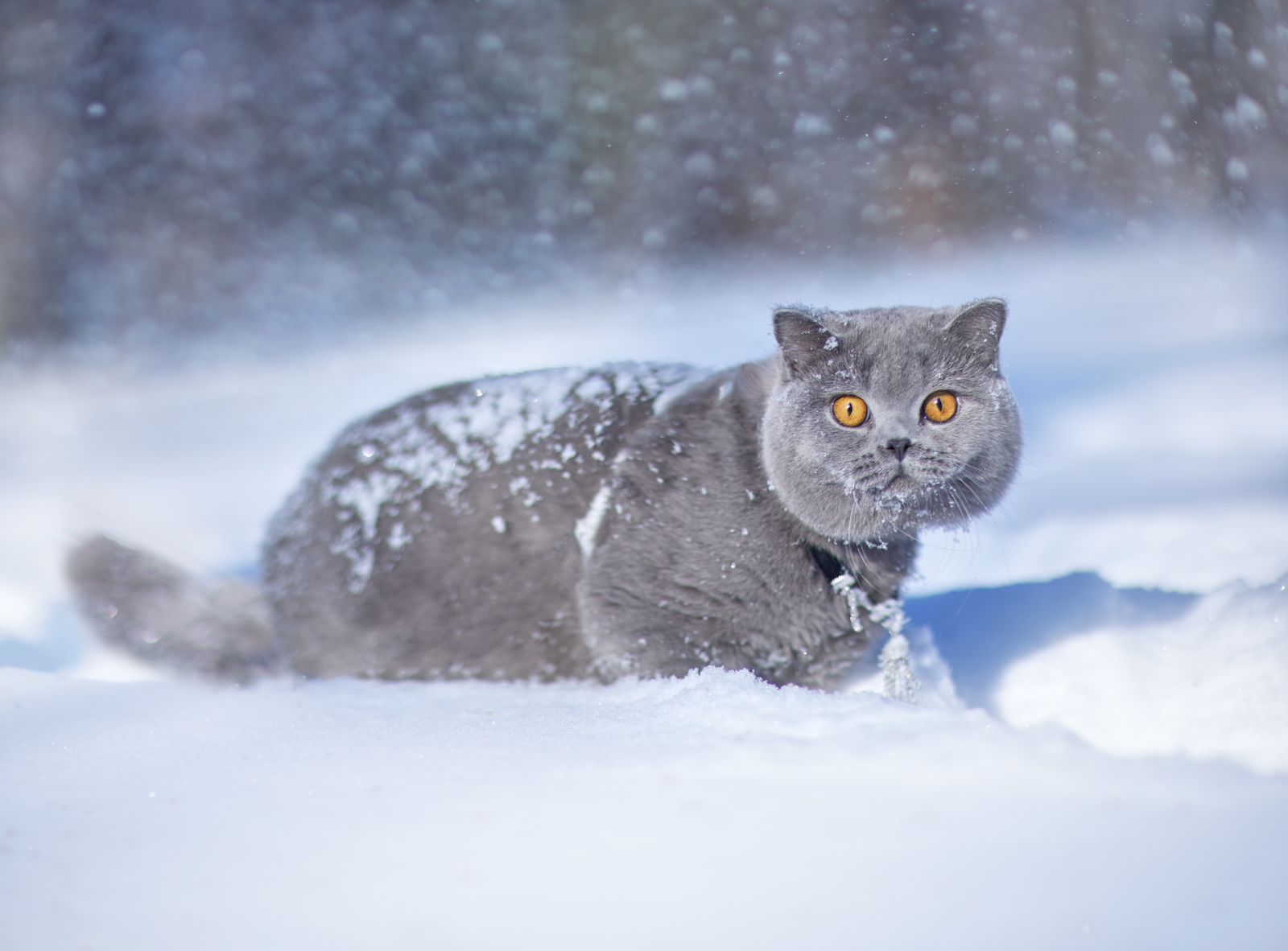 Кот Эксклюзив — самый красивый в мире